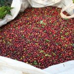 Bekijk Brazil - Fazenda das Almas op Zjee Café